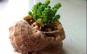 如何用海螺种多肉的方法 图片