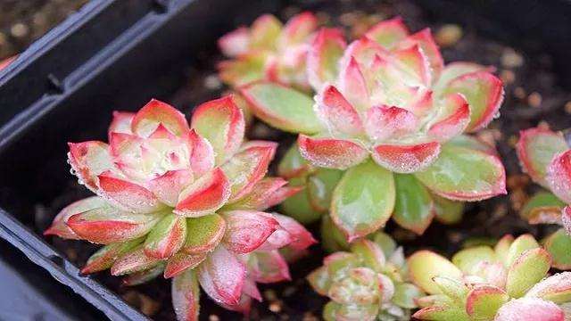 夏天如何给多肉浇水的方法