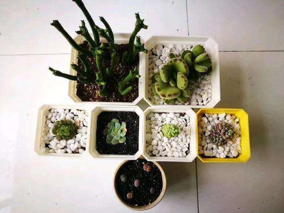 怎么给多肉花盆和铺面石降温