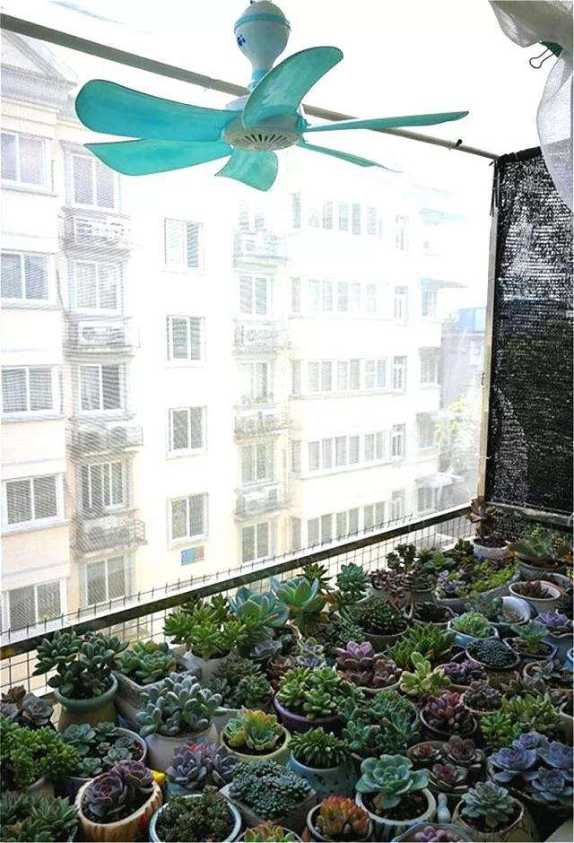 怎么给多肉花盆和铺面石降温