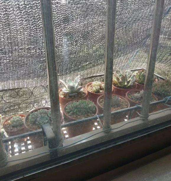 怎么给多肉花盆和铺面石降温