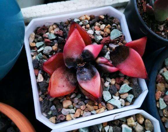 为什么说夏天是多肉最丑的时刻