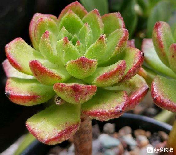 为什么说夏天是多肉最丑的时刻