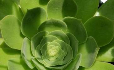 为什么说夏天是多肉最丑的时刻