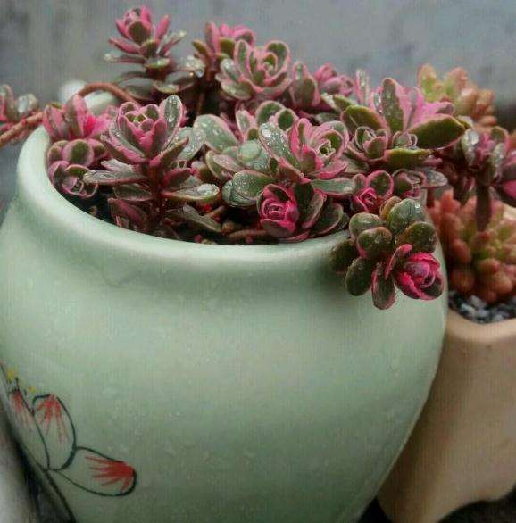 为什么夏季简直是多肉的灾难啊