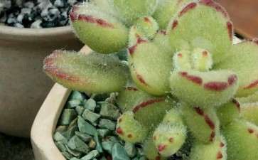 为什么夏季简直是多肉的灾难啊