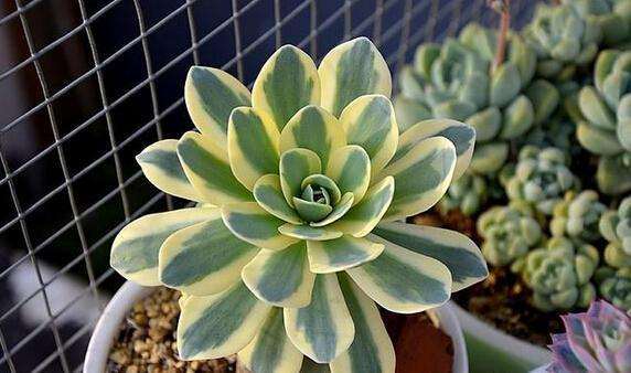 为什么夏天多肉不好服盆