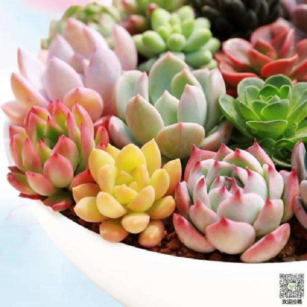 为什么夏天多肉不好服盆