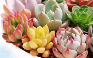 为什么夏天多肉不好服盆 还有那么多人开箱