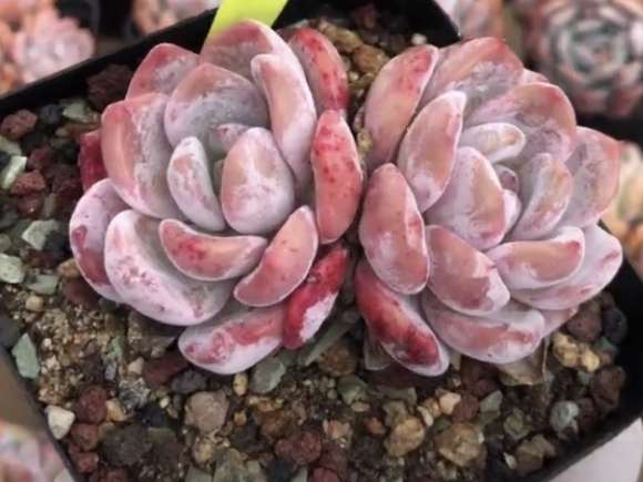 夏天多肉怎么服盆