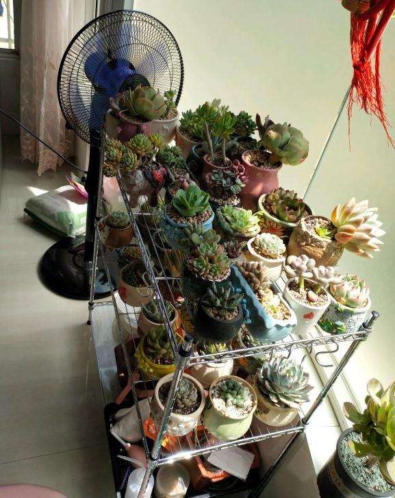 夏天多肉怎么服盆