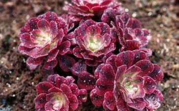 法师多肉夏天放在哪里好 怎么浇水