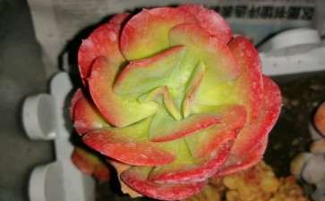 我夏天入手两批普货一百棵多肉