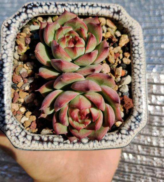 夏天养的多肉 广东汕头