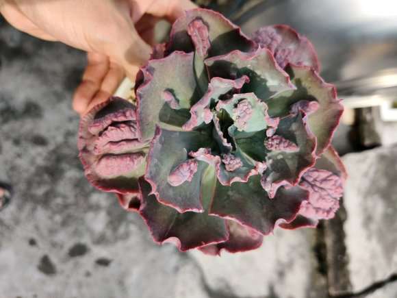 夏天养的多肉 广东汕头