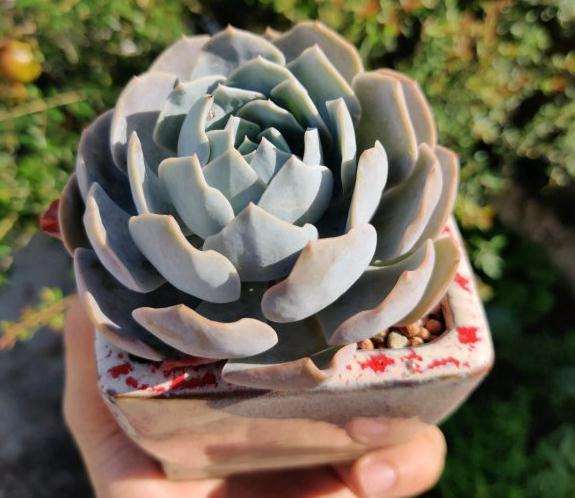 夏天养的多肉 广东汕头