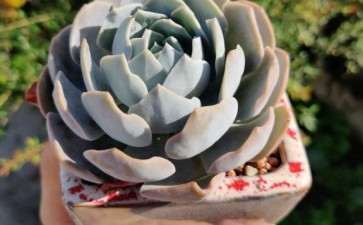 夏天养的多肉 广东汕头 可以吗 图片