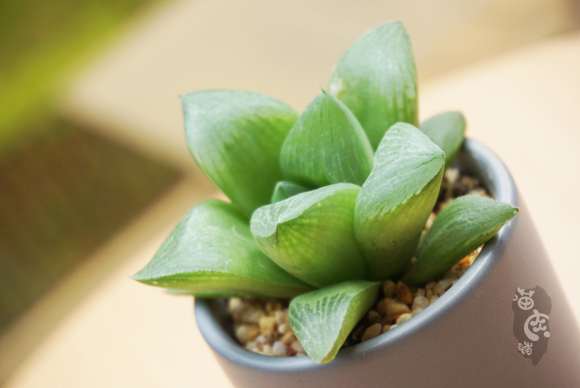 夏季的多肉可不可以淋雨呢