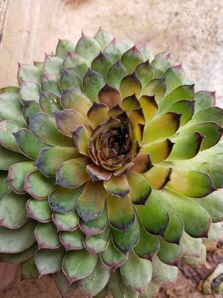 夏天最流行的多肉锦