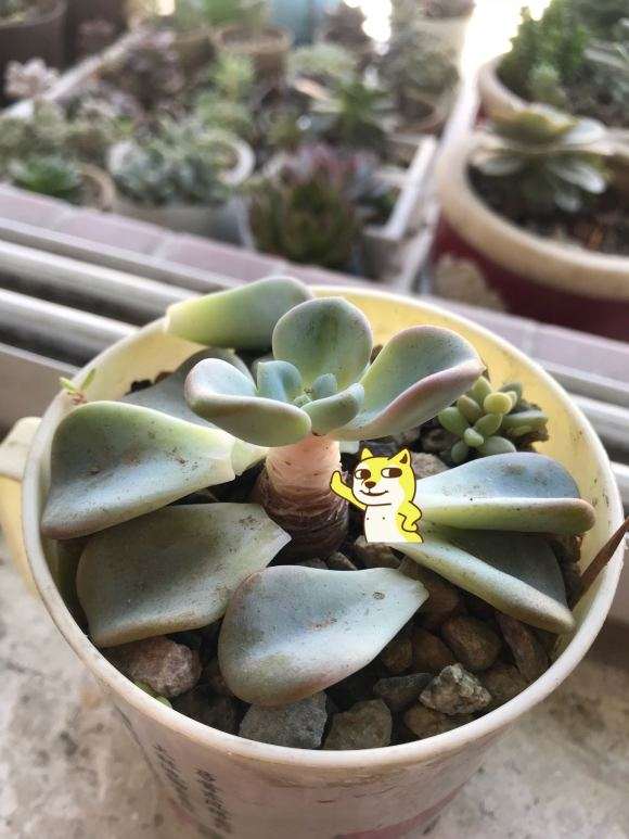 夏天最流行的多肉锦