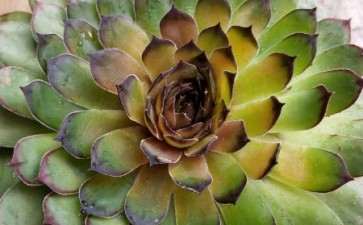 夏天最流行的多肉锦 你值得拥有