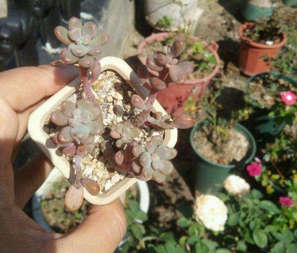 湖南夏天容易死亡的多肉品种如下