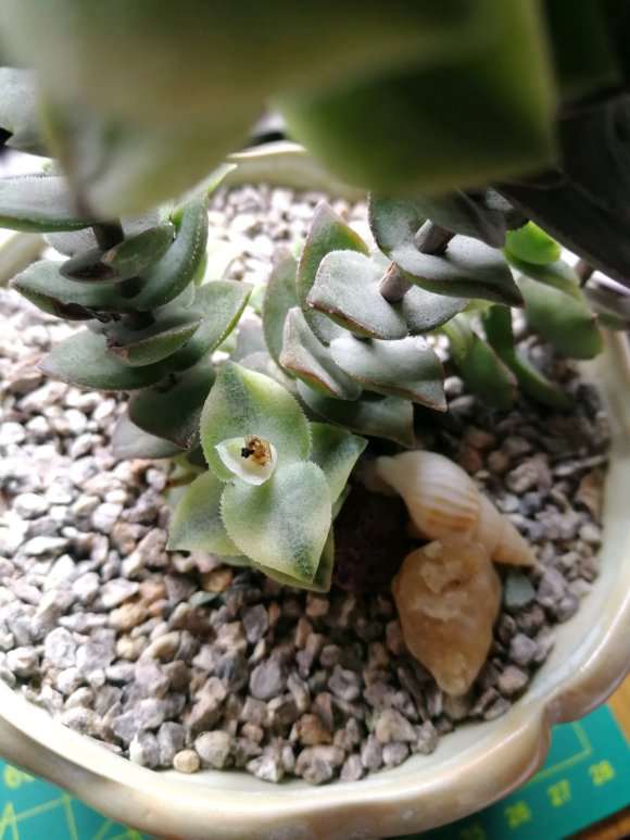 夏天多肉长虫了