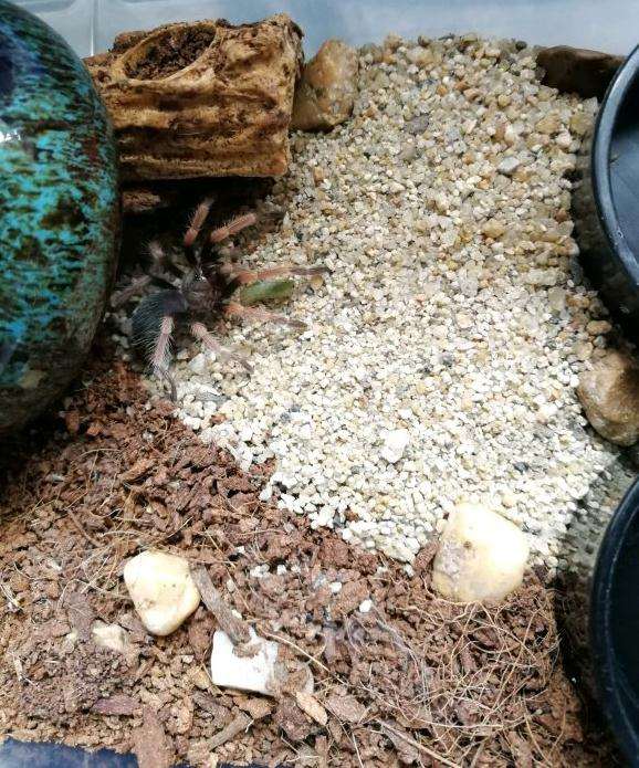 夏天多肉长虫了