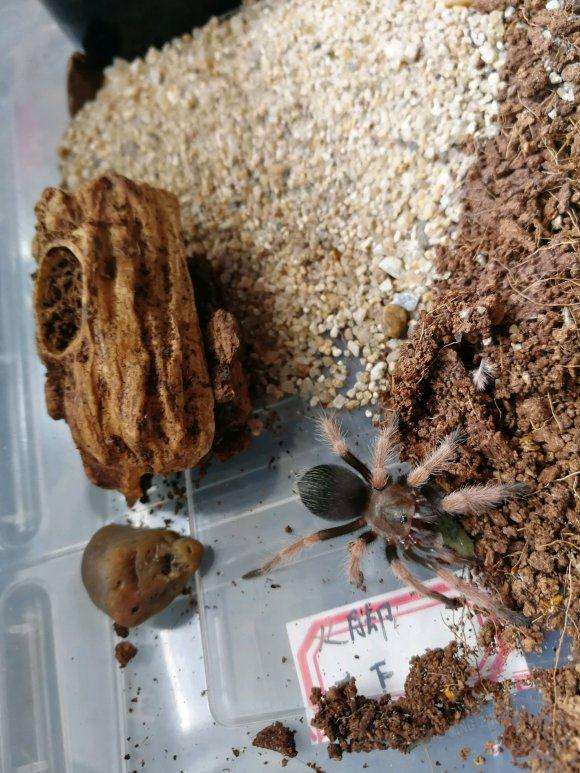 夏天多肉长虫了