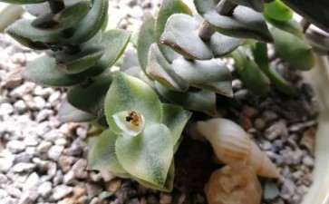 夏天多肉长虫了吗 怎么办 图片