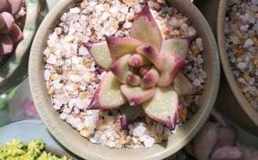 西安夏天多肉好过夏吗 怎么养 图片