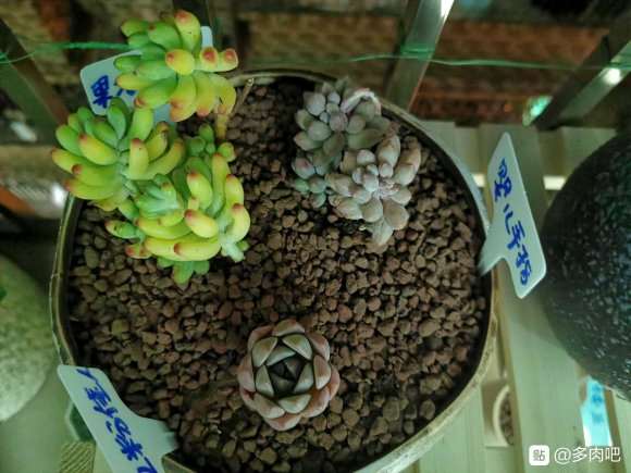 为什么夏季最好不要入肉 终于明白了