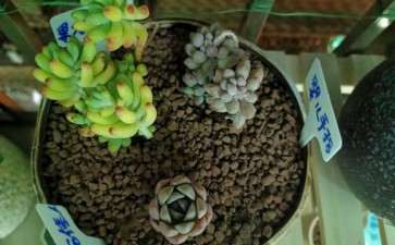 为什么夏季最好不要入肉 终于明白了