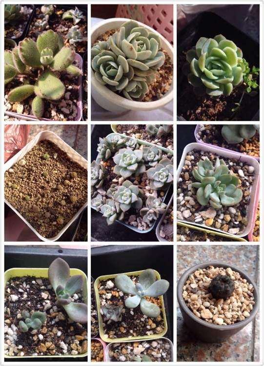 为什么多肉夏天晒太阳不浇水也会徒长