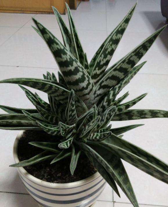 为什么多肉夏天晒太阳不浇水也会徒长