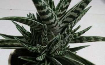 为什么多肉夏天晒太阳不浇水也会徒长