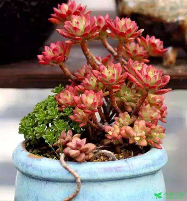 多肉夏天可以放在室外吗