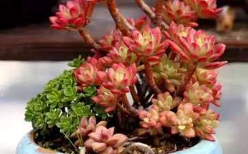 哪些多肉夏天不用遮阳 直接露养