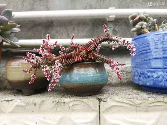 夏天继续买多肉