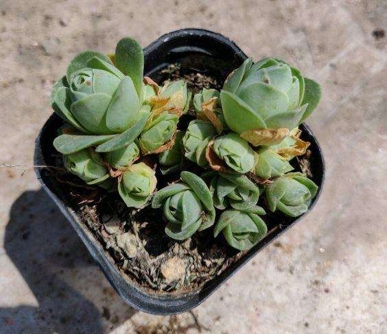 夏天继续买多肉