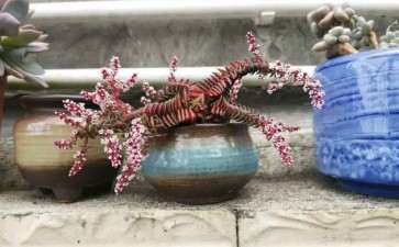 夏天继续买多肉 可以吗 看图片