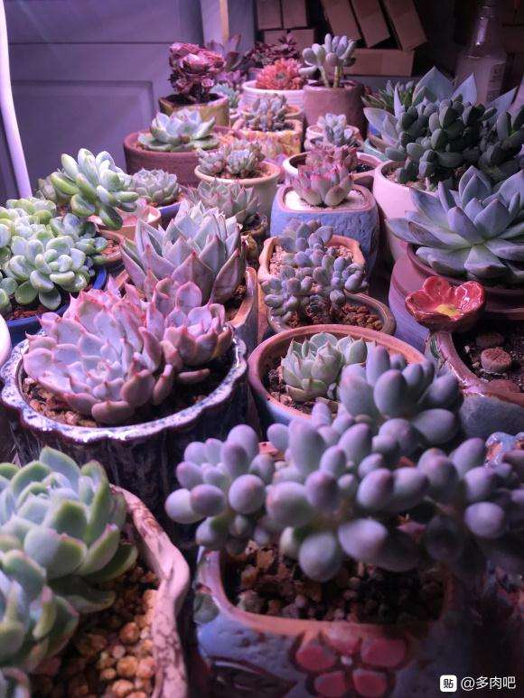 夏天多肉怎么养 外面好怕晒伤