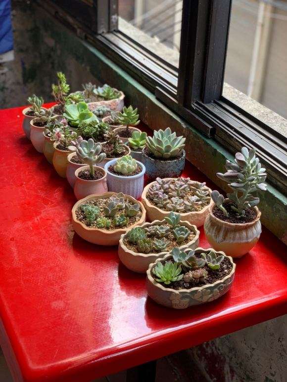 夏天多肉怎么养 外面好怕晒伤