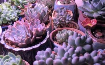 夏天多肉怎么养 外面好怕晒伤