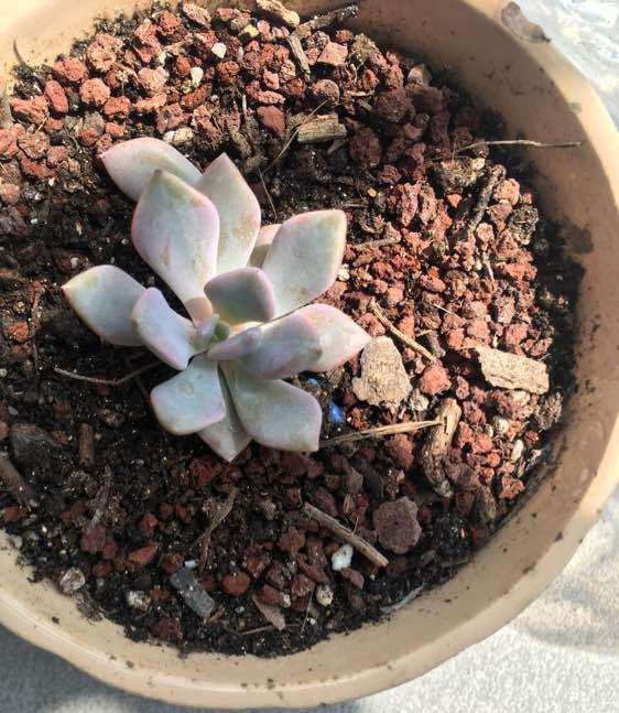 为什么多肉到了夏天容易黑腐