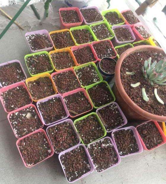 为什么多肉到了夏天容易黑腐