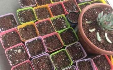 为什么多肉到了夏天容易黑腐 怎么办