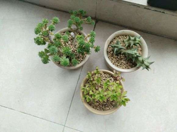 多肉夏天能暴晒