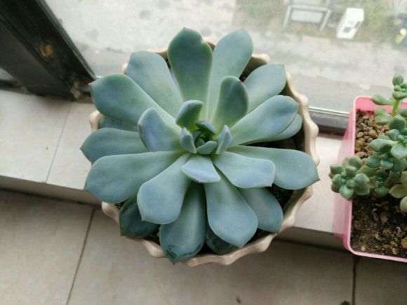 多肉夏天能暴晒