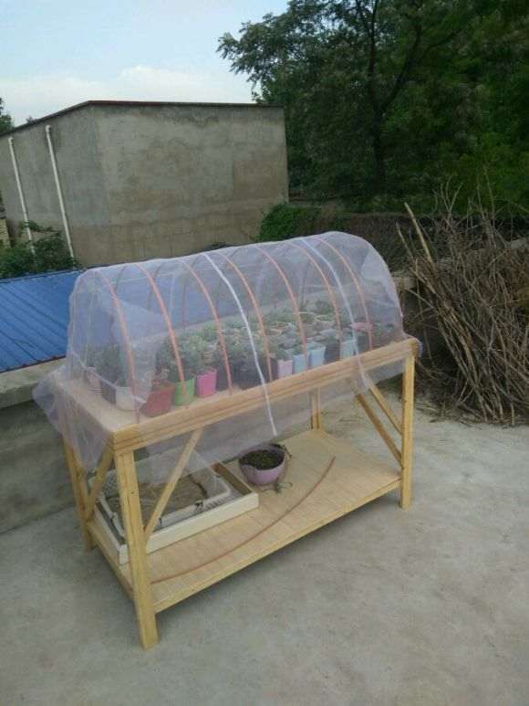 多肉夏天能暴晒